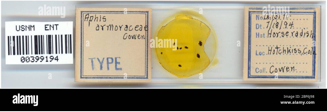 Aphis armoraciae. Oktober 20151 Stockfoto
