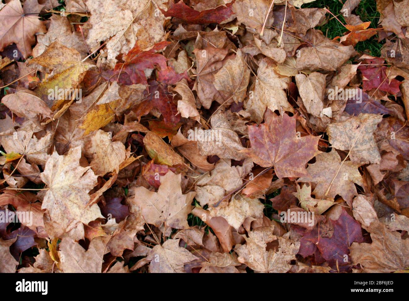 Herbstblätter auf dem Boden, verschiedene Farben Stockfoto