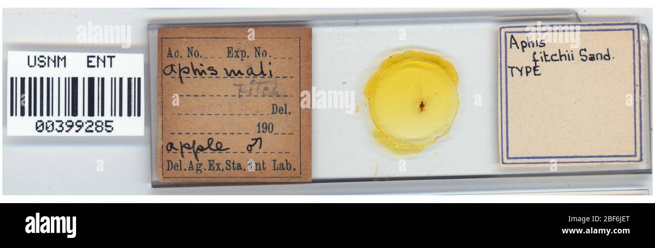 Aphis fitchii. Oktober 20151 Stockfoto