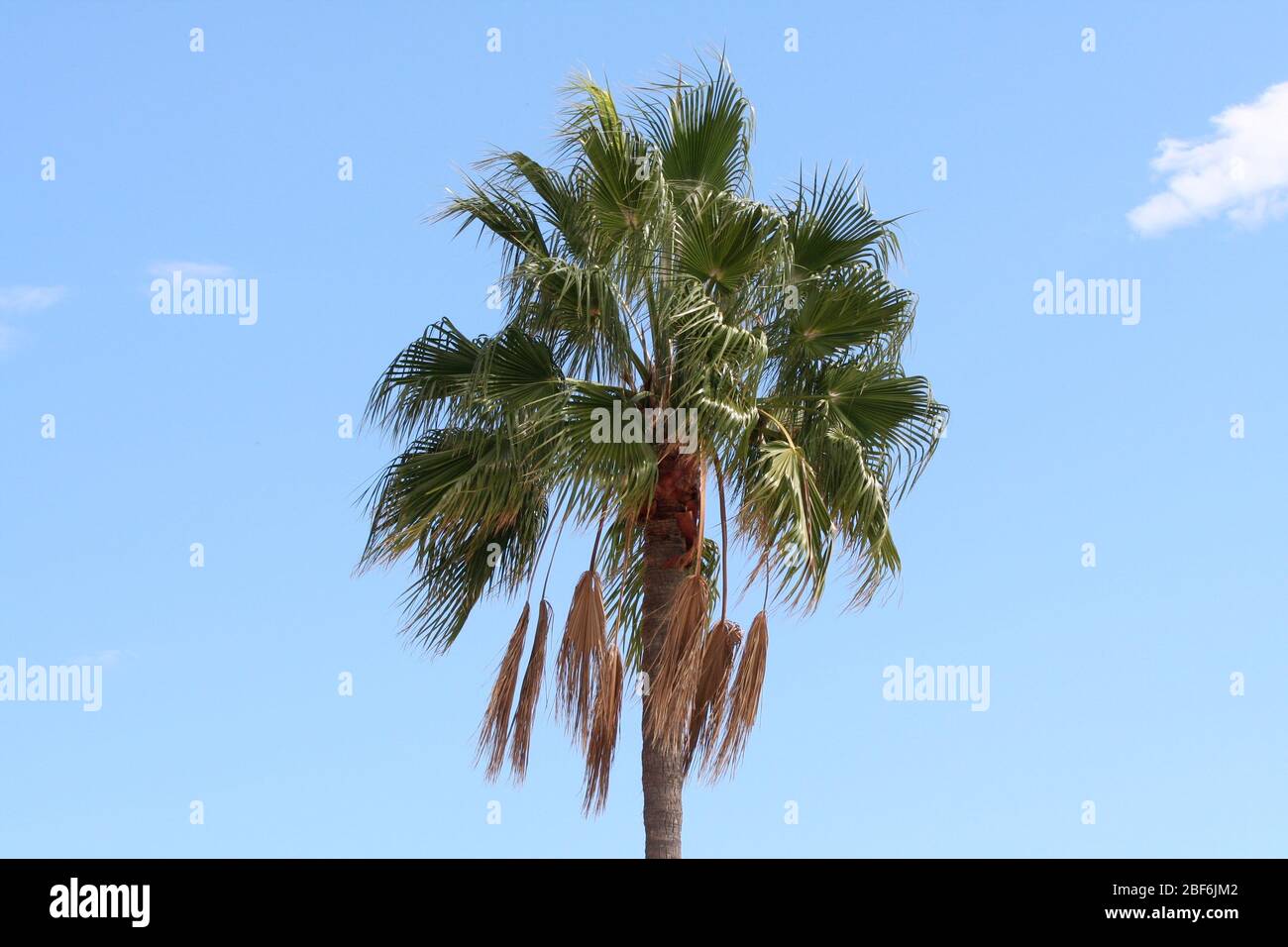 Palme in Spanien, Puerto Banus, mit einem schönen blauen Himmel Stockfoto