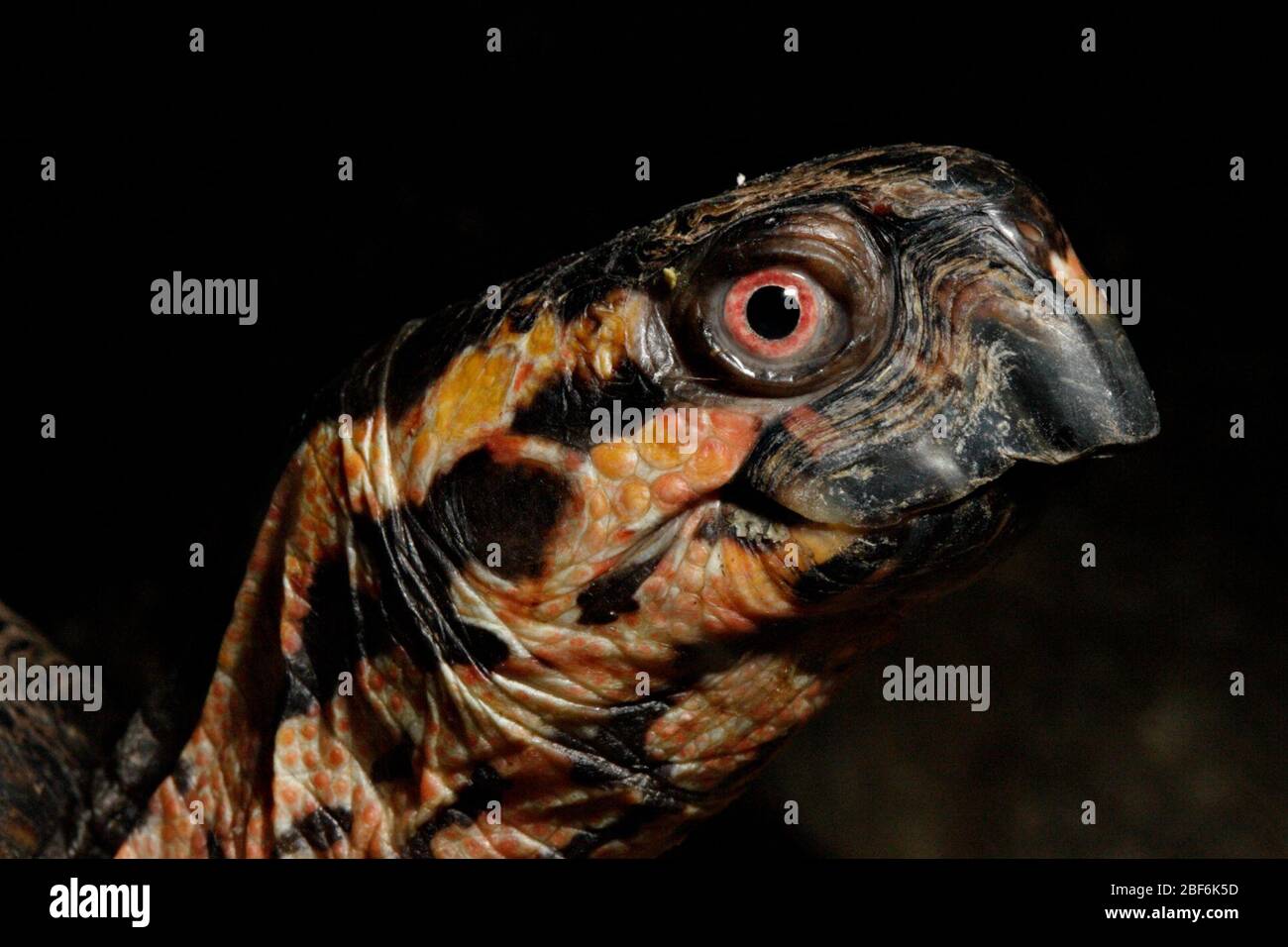 Ostkastenschildkröte. Kopf,Art: carolina,Gattung: Terraphen,Familie: Emydidae,Ordnung: Chelonia cryptodira,Klasse: Reptilien,Stamm: Chordata,Königreich: Animalia,Reptile,Schildkröte Stockfoto