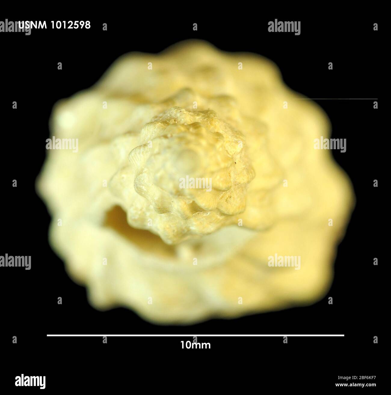 Volutomitra Latiromitra problemematica. 03 Jan 1967; University of Southern Coll.; Ex. NSF30 Januar 202018511 Stockfoto