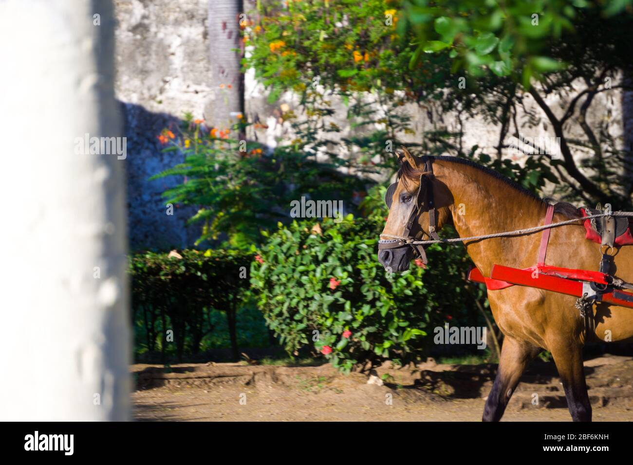 Pferd mit Kutsche in den Straßen von cartagena, in ihnen Touristen machen Spaziergänge durch die Altstadt von cartagena kolumbien Stockfoto