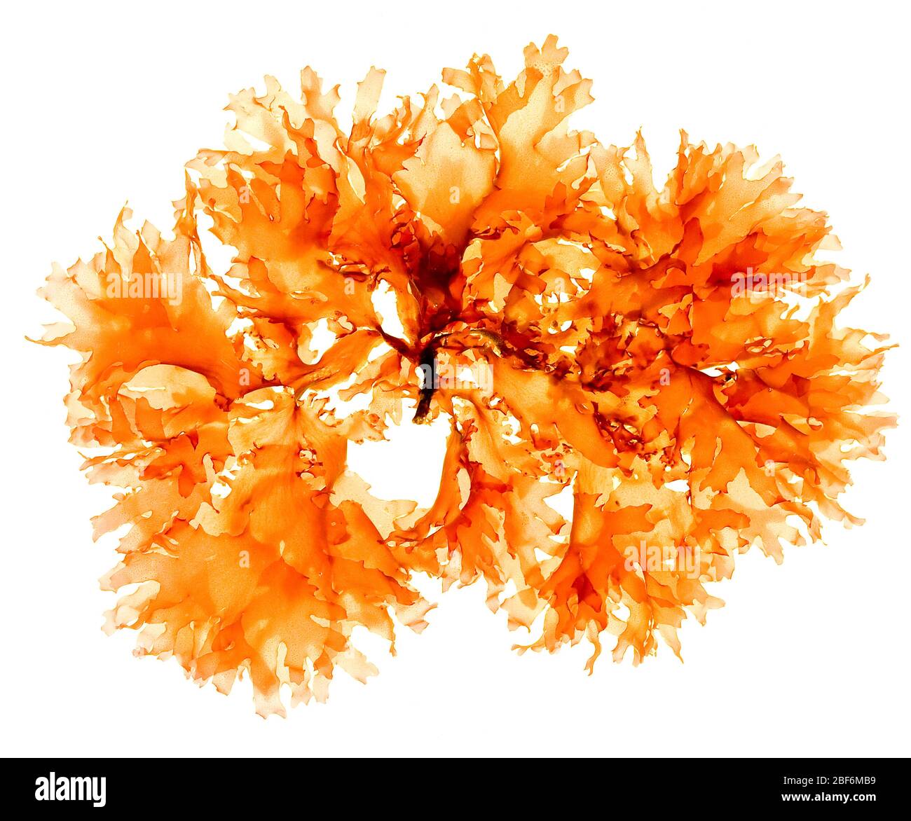 Algen in Wasser suspendiert Stockfoto