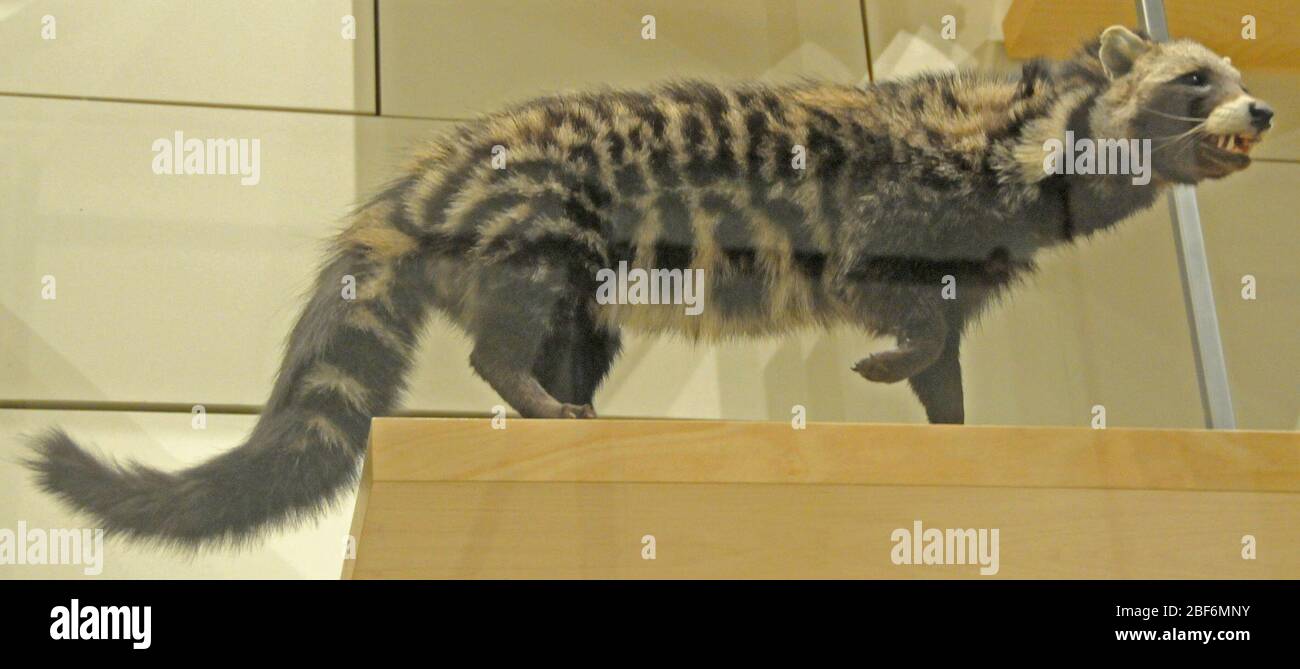 Civettictis Fotos und Bildmaterial in hoher Auflösung Alamy