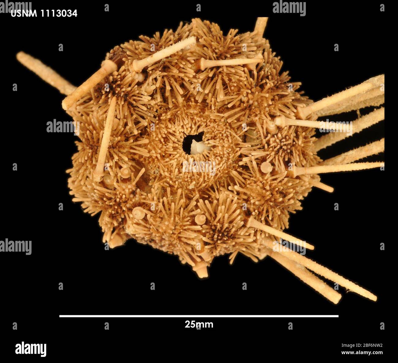 Miracidaris incerta. Oktober 201413-41 Stockfoto