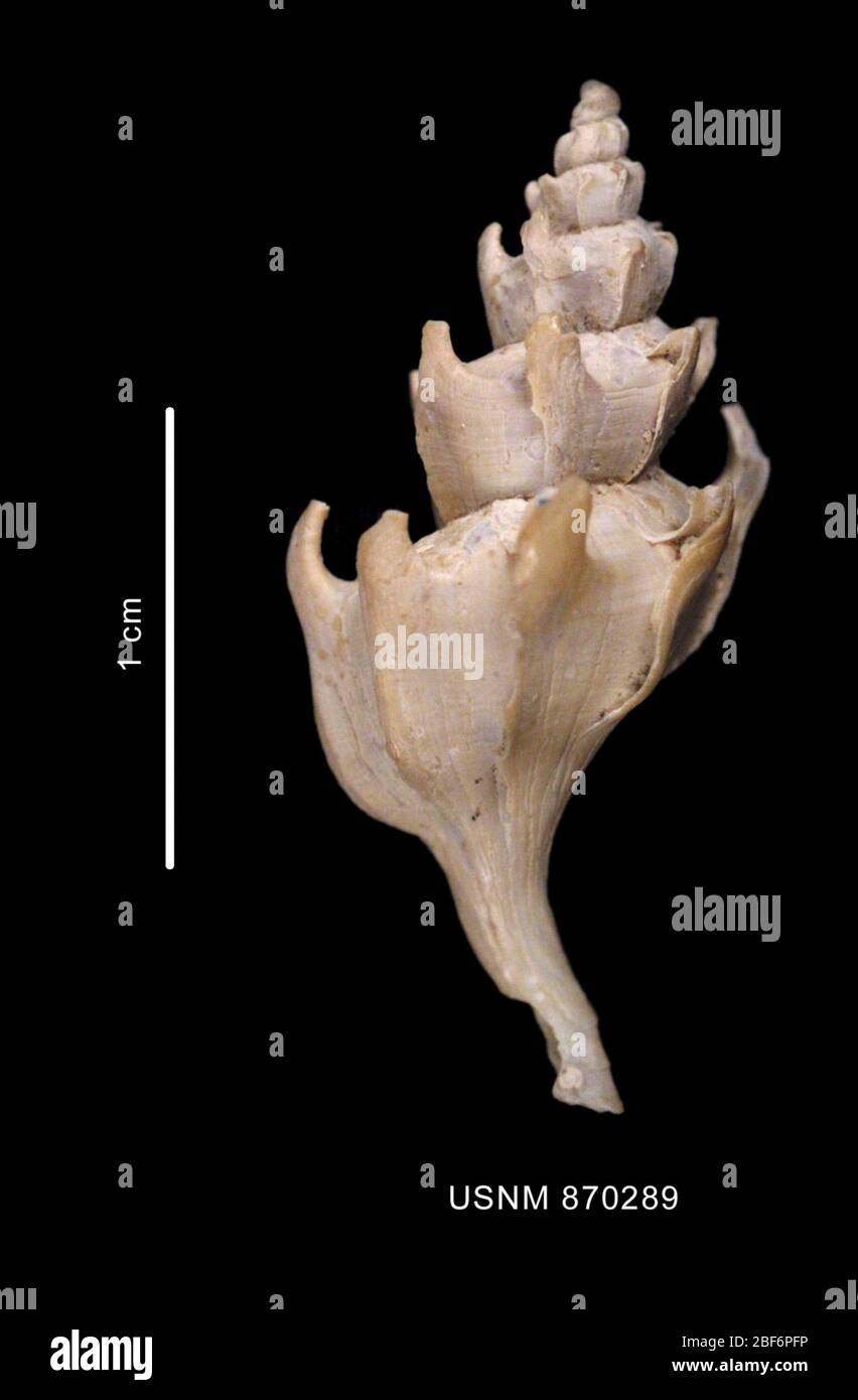 Trophon coulmanensis. 14. Mai 2006; K. Halanych11. Februar 202011 Stockfoto