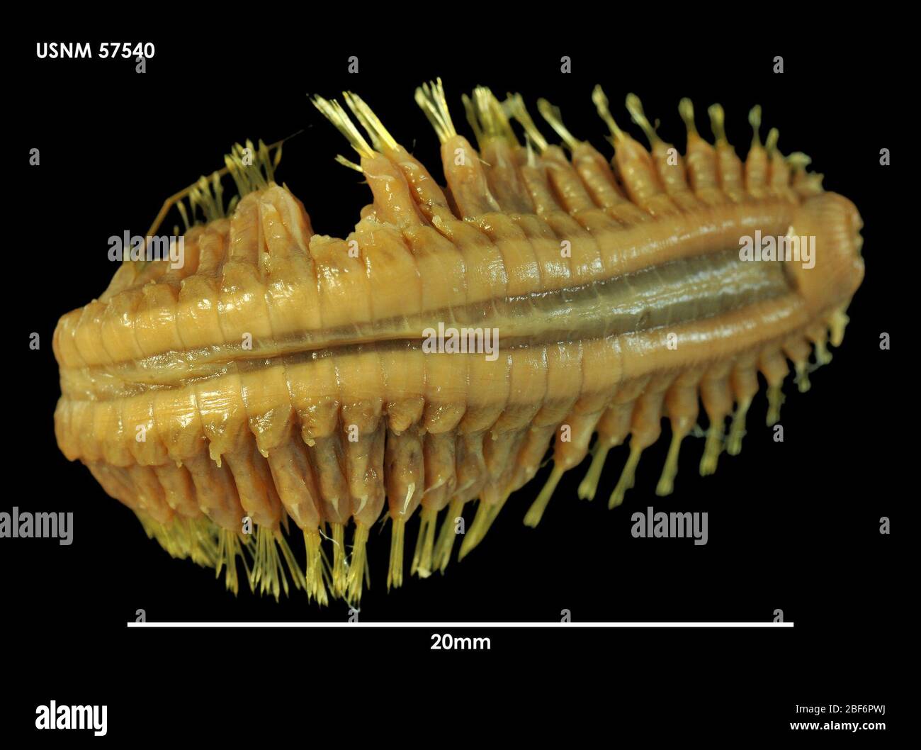 Die eunoe Stockfotos und bilder Kaufen Alamy