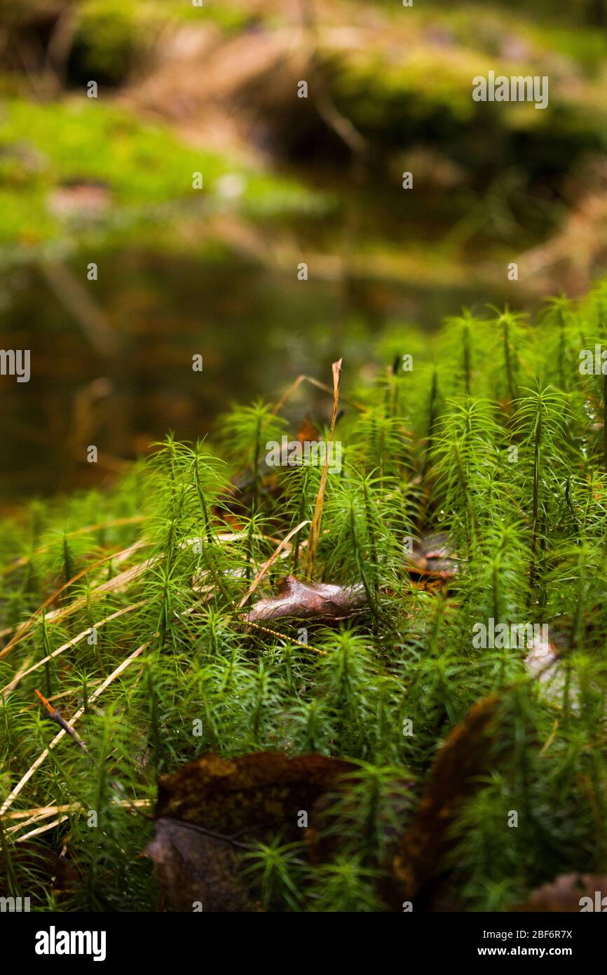 Grüne Grünflächen im Wald Stockfoto