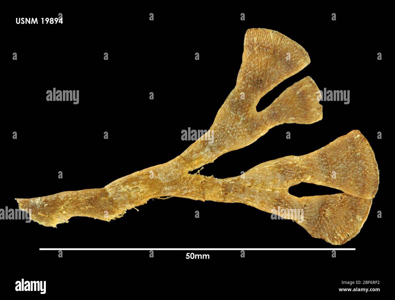 Isosecuriflustra angusta. 16. Oktober 201411021 Stockfoto
