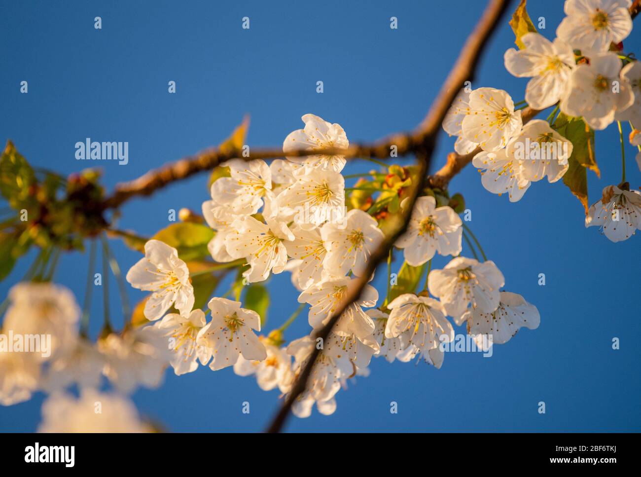 Frühling Kirschbaum Blüte auf Kirschbäumen in Kent, Großbritannien im März Stockfoto