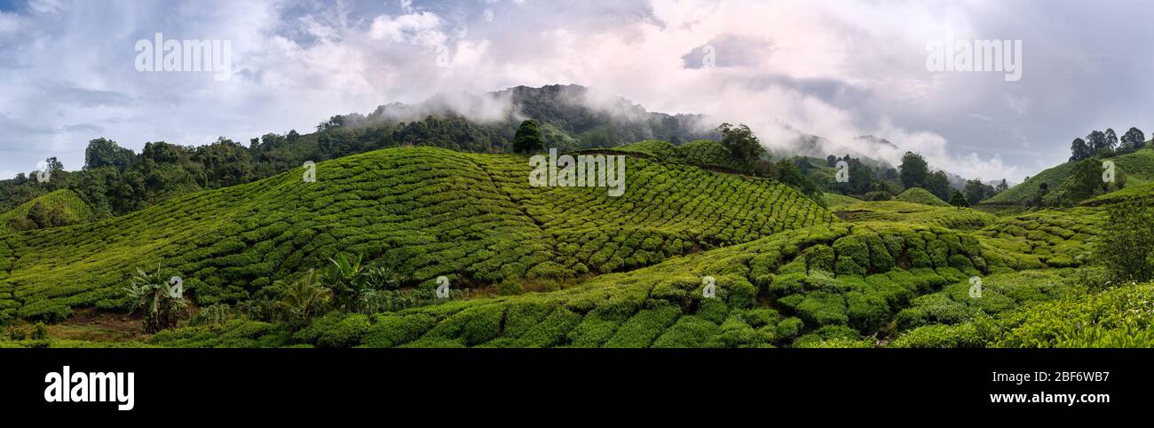 Die wunderschönen sanften Hügel des Cameron Highlands, bedeckt mit Teeplantagen in Süd-Malaysia. Stockfoto