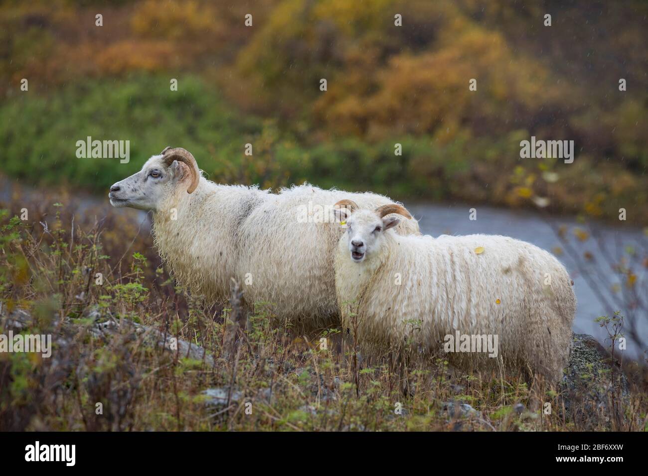Isländische Schafe (Ovis ammon f. widder), in Tundra, Island Stockfoto