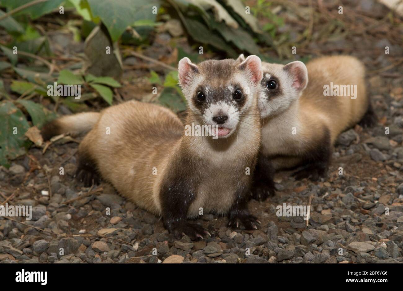 Schwarzfußfäßer. CRC,AI,Kits,künstliche Befruchtung,Mutter (F) Kit (B),Arten: Nigripes,Gattung: Mustela,Familie: Mustelidae,Bestellung: Carnivora,Klasse: Mammalia,Stamm: Chordata,Königreich: Animalia,BFF,Schwarzfüßiges Ferret,Frettchen,Mustelid,SCKI,Front Royal,Kit,Baby,jung,horizontal Stockfoto
