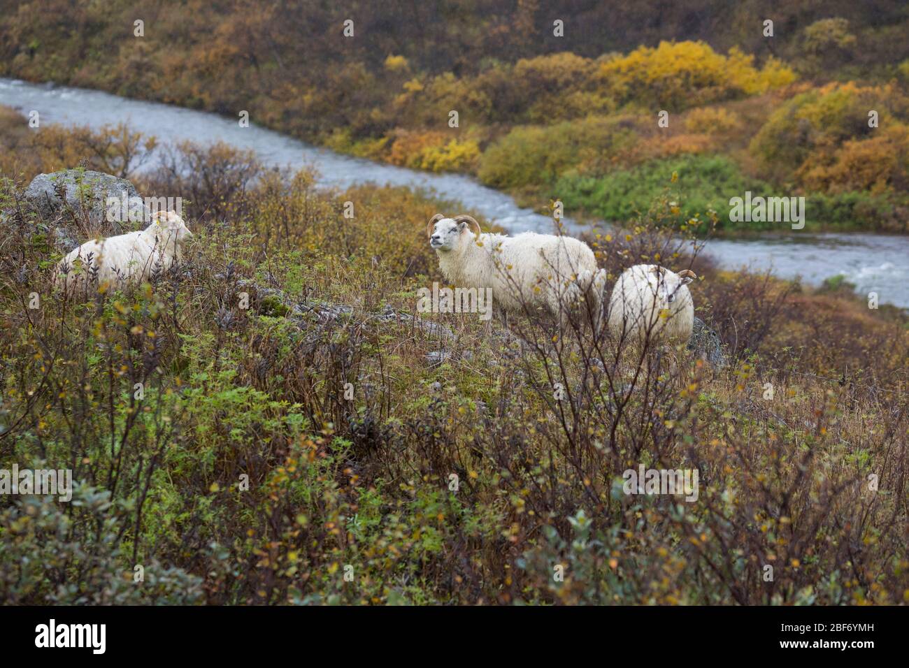 Isländische Schafe (Ovis ammon f. widder), in Tundra, Island Stockfoto