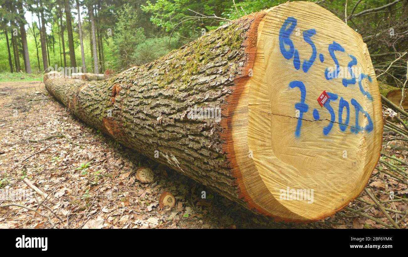 Eiche gemein, Eiche stepunculate, Eiche englisch (Quercus robur. Quercus pedunculata), lizenziertes legales Holz, Deutschland Stockfoto