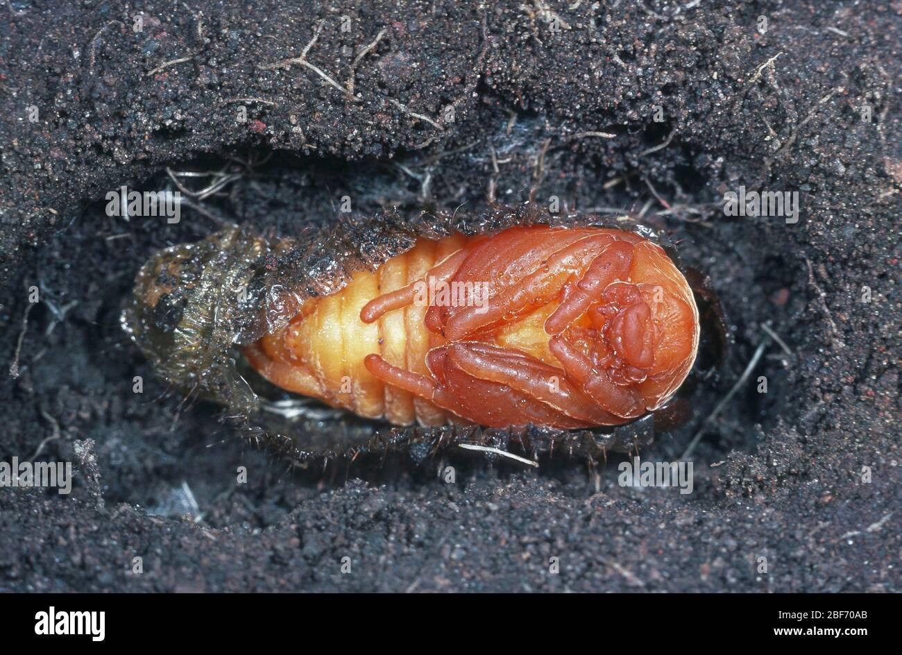 Gemeiner Schabe, Maybug, Maybeetle (Melolontha melolontha), Puppe im Boden gegraben Stockfoto