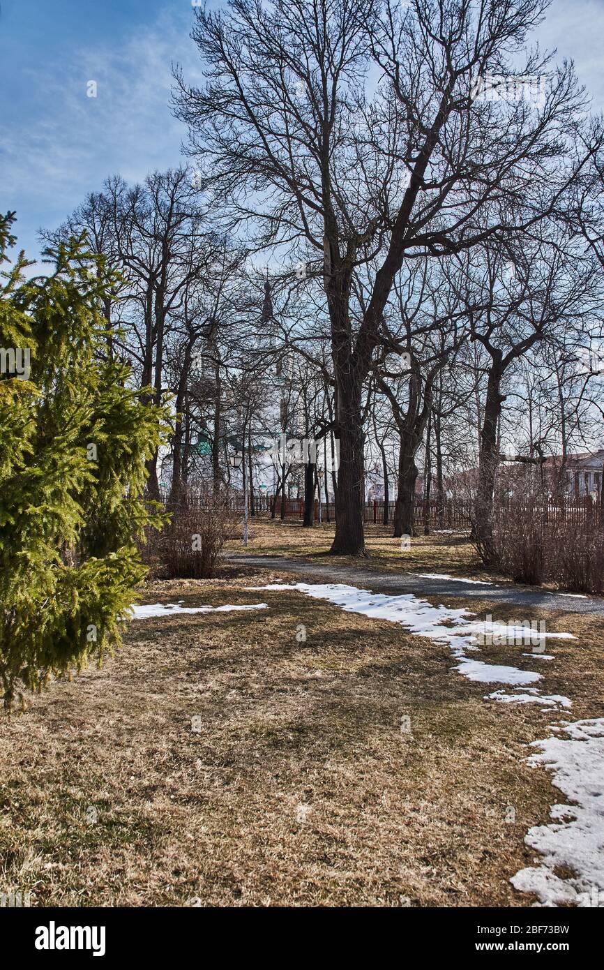 Ein von russischen Birken umgebener schmutziger Fußweg. An den Rändern des Pfades verdorrte Gras im letzten Jahr. Mancherorts sieht man den Schnee Stockfoto