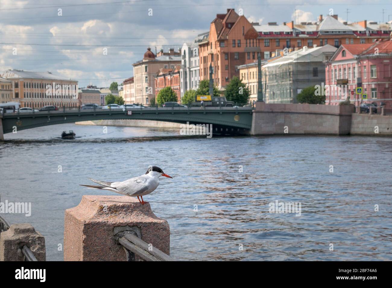 Fontanka Flussufer und Vogelmöwe auf einer Granitkapsel Stockfoto