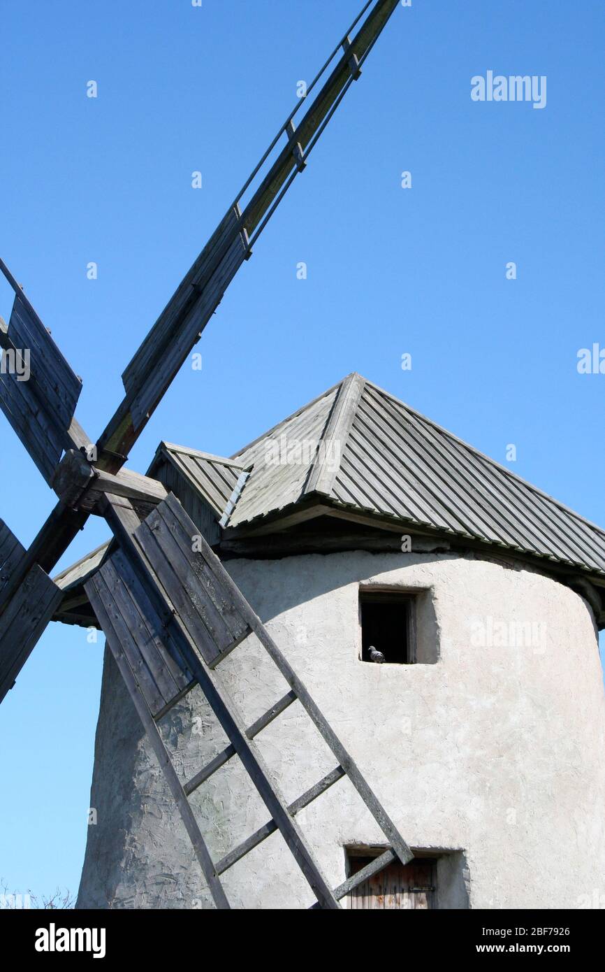 Eine alte Windmühle auf Fårö, Gotland, Schweden. Eine Taube im Fenster. Stockfoto