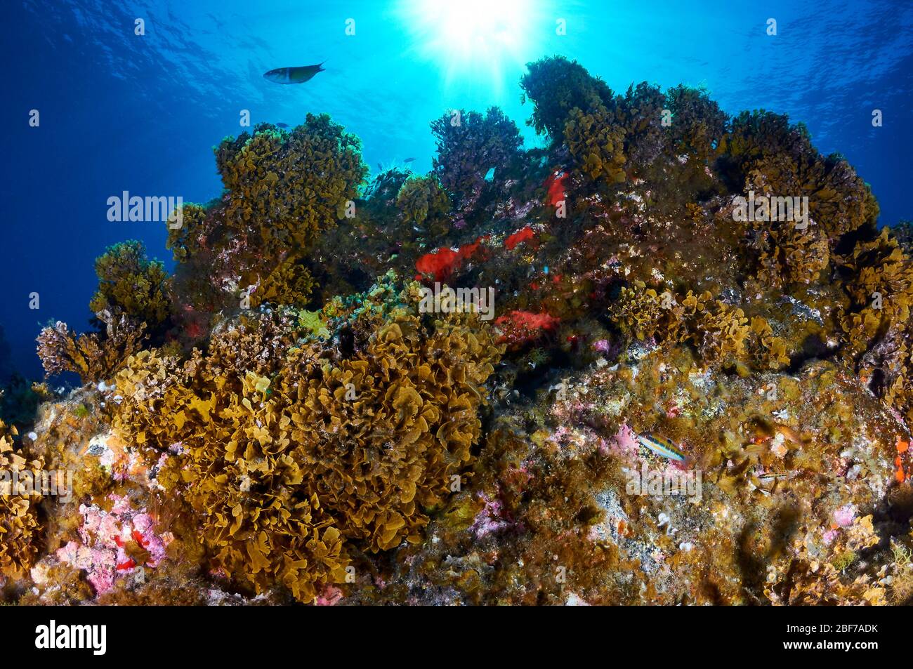 Unterwasserblick auf eine mit blättriger brauner Alga (Stypopodium zonale) bedeckte Seamount (La Palma, Kanarische Inseln, Atlantikmeer, Spanien) Stockfoto