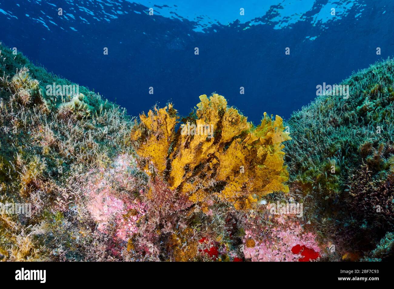 Unterwasser-Ansicht der grünen Flachblatt-Braunalge (Stypopodium zonale) (Puerto Naos, La Palma, Kanarische Inseln, Atlantik, Spanien) Stockfoto