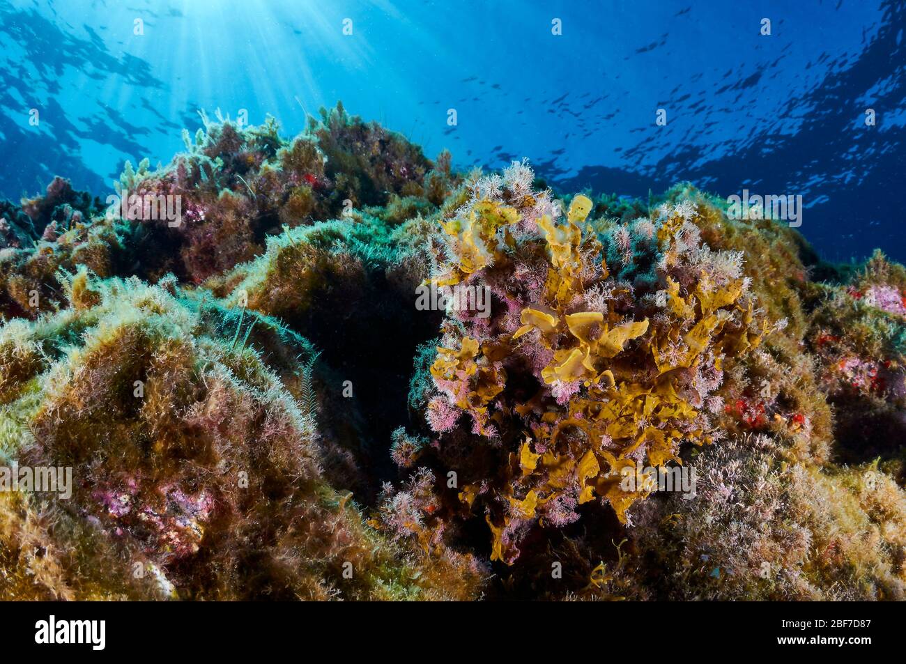 Unterwasseransicht der grünen Flachblatt-Braunalge (Stypopodium zonale) mit Sonnenstrahlen im Rücken (La Palma, Kanarische Inseln, Atlantik, Spanien) Stockfoto