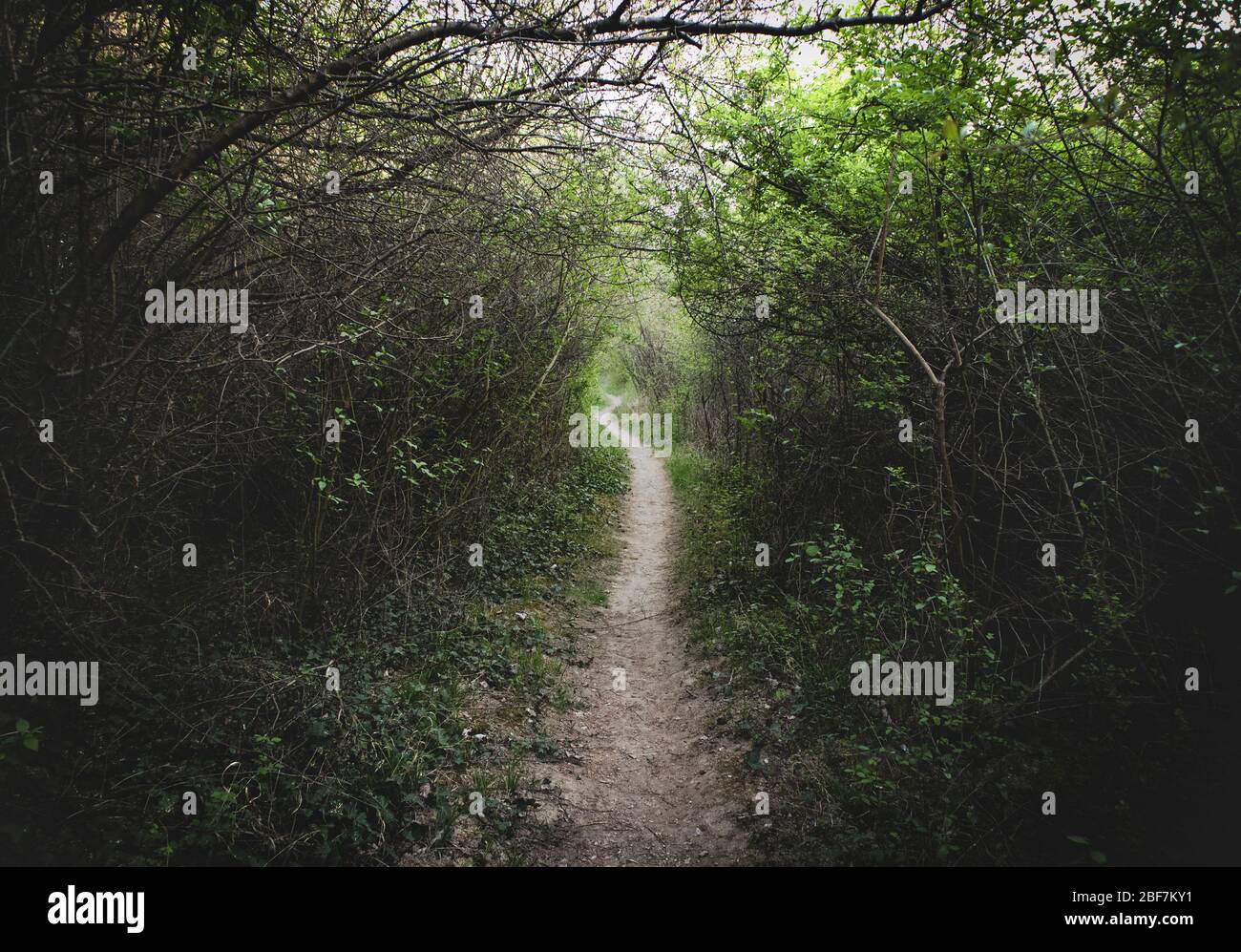 Dem unbefestigten Weg durch die dichten Wälder im geheimnisvollen Wald folgen Stockfoto