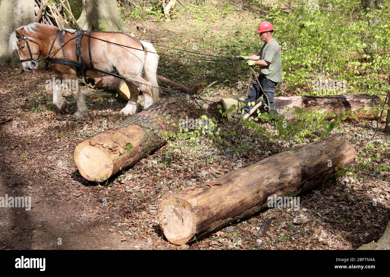 17. April 2020, Mecklenburg-Vorpommern, Rostock: Axel Peters arbeitet im Schweizer Wald mit seinem Rheindeutschen Kaltblütler Hannes (13). Das Rückkehrpferd zieht die Baumstämme aus dem Wald, die im Zuge der Verkehrssicherheitspflicht der städtischen Forstbehörde gefällt wurden. Der Einsatz von Pferden ist für den Wald viel weniger schädlich als der Einsatz von schweren Maschinen. Foto: Bernd Wüstneck/dpa-Zentralbild/dpa Stockfoto