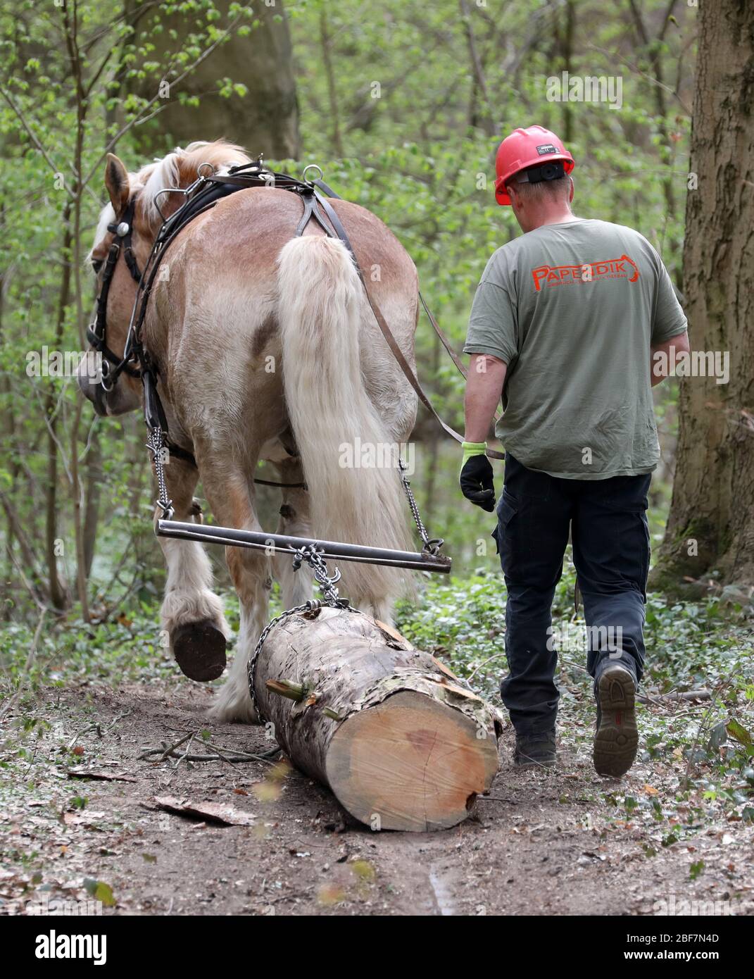 17. April 2020, Mecklenburg-Vorpommern, Rostock: Axel Peters arbeitet im Schweizer Wald mit seinem Rheindeutschen Kaltblütler Hannes (13). Das Rückkehrpferd zieht die Baumstämme aus dem Wald, die im Zuge der Verkehrssicherheitspflicht der städtischen Forstbehörde gefällt wurden. Der Einsatz von Pferden ist für den Wald viel weniger schädlich als der Einsatz von schweren Maschinen. Foto: Bernd Wüstneck/dpa-Zentralbild/dpa Stockfoto
