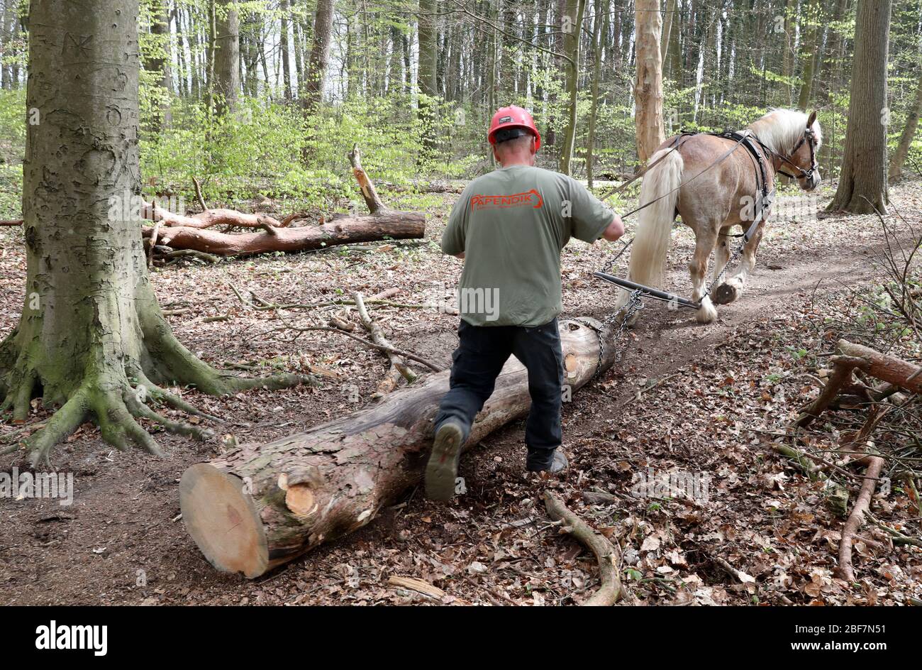17. April 2020, Mecklenburg-Vorpommern, Rostock: Axel Peters arbeitet im Schweizer Wald mit seinem Rheindeutschen Kaltblütler Hannes (13). Das Rückkehrpferd zieht die Baumstämme aus dem Wald, die im Zuge der Verkehrssicherheitspflicht der städtischen Forstbehörde gefällt wurden. Der Einsatz von Pferden ist für den Wald viel weniger schädlich als der Einsatz von schweren Maschinen. Foto: Bernd Wüstneck/dpa-Zentralbild/dpa Stockfoto