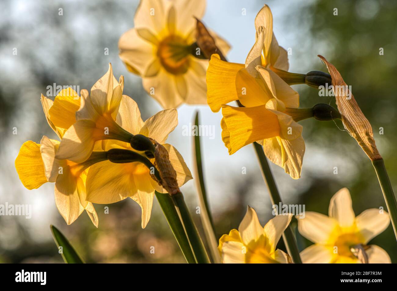 Daffodil, Narcissus Golden Echo, Upper Wield, Alresford, Hampshire, Großbritannien Stockfoto