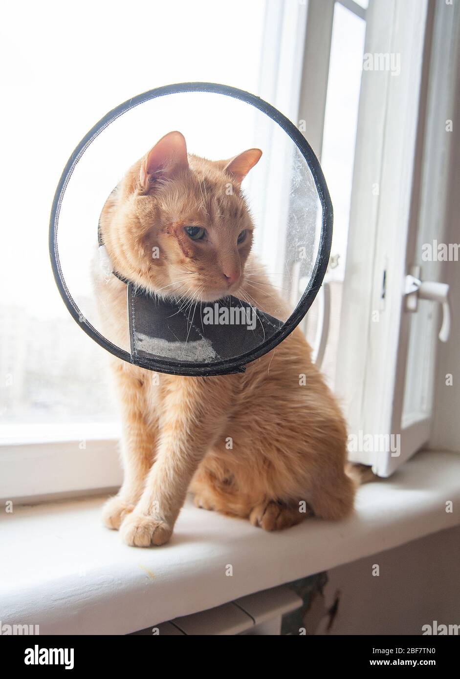 Kranke rote Katze leidet nach der Operation und trägt einen schützenden Kragen. Stockfoto