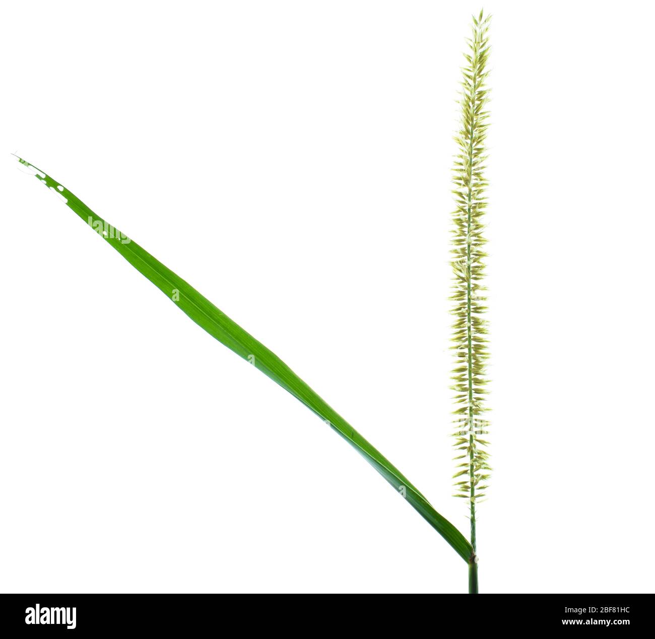 Ein einzelner hellgrüner Reisbaum, der vor einem leeren weißen isolierten Hintergrund platziert ist Stockfoto