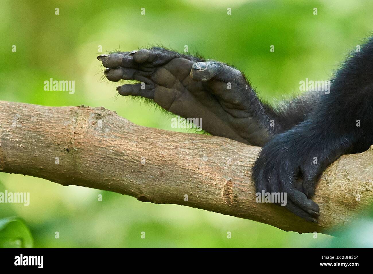 Nahansicht einer Hand und eines Fußes eines Sykes-Affen Stockfoto