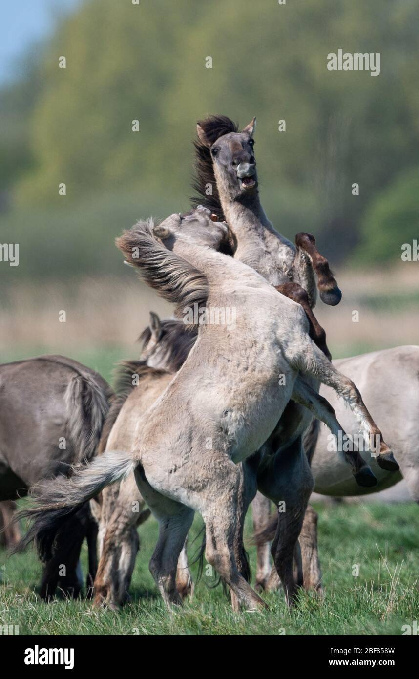 Konik Ponys kämpfen während der Fohlensaison im Naturreservat Wicken Fen des National Trust in Cambridgeshire um die Dominanz. Stockfoto