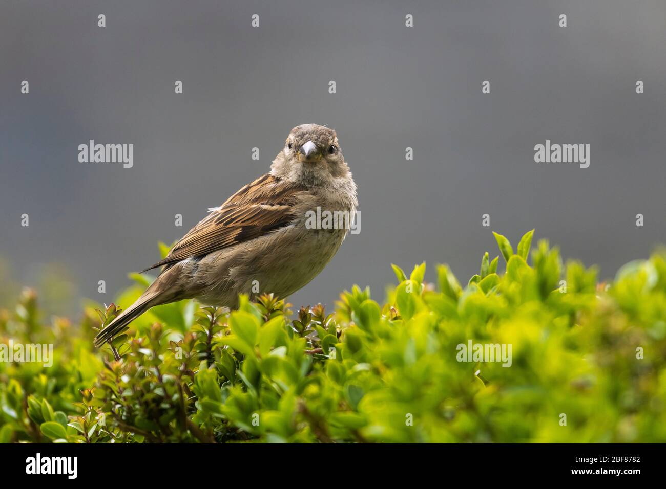 Weiblicher Haussperling in grünen Büschen thront von der Morgensonne hinterleuchtet. Stockfoto