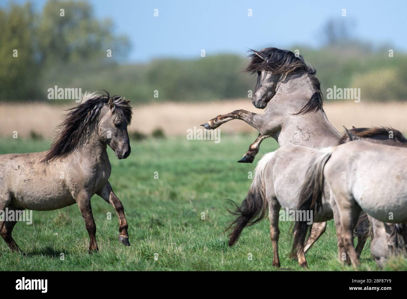 Konik Ponys kämpfen während der Fohlensaison im Naturreservat Wicken Fen des National Trust in Cambridgeshire um die Dominanz. Stockfoto