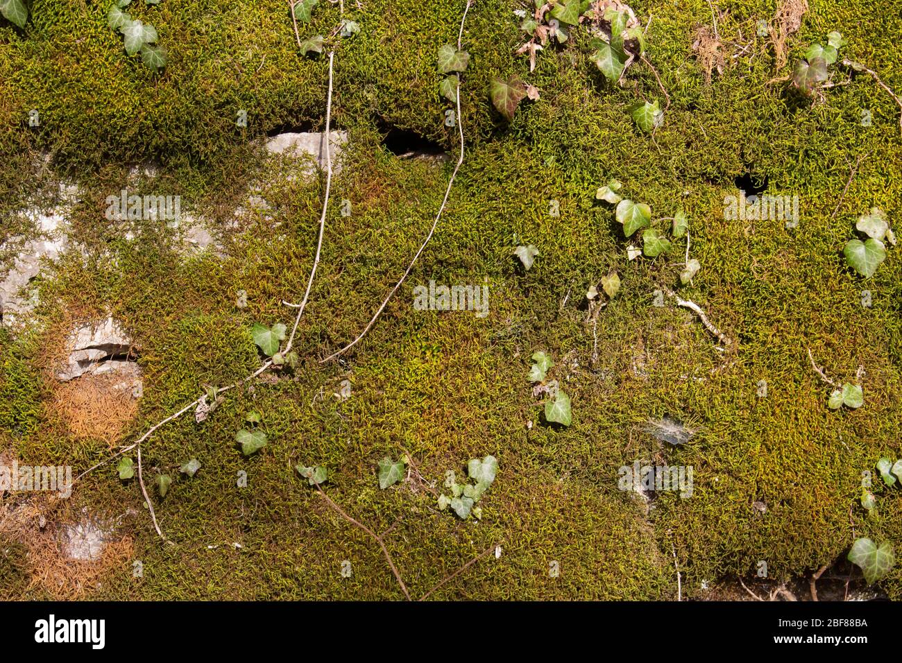 Grünes Moos und Efeue, die eine Natursteinwand für Hintergrund oder Hintergrundpapier abdecken Stockfoto
