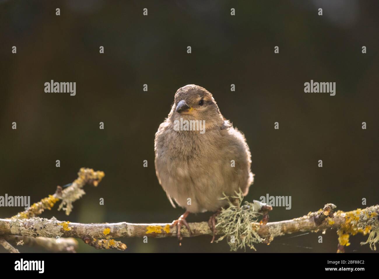 Weiblicher Haussperling auf einem Ast, der von der Morgensonne beleuchtet wird. Stockfoto