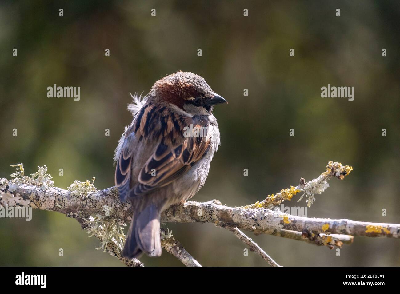 Männlicher Haussperling auf einem Ast, der von der Morgensonne beleuchtet wird. Stockfoto
