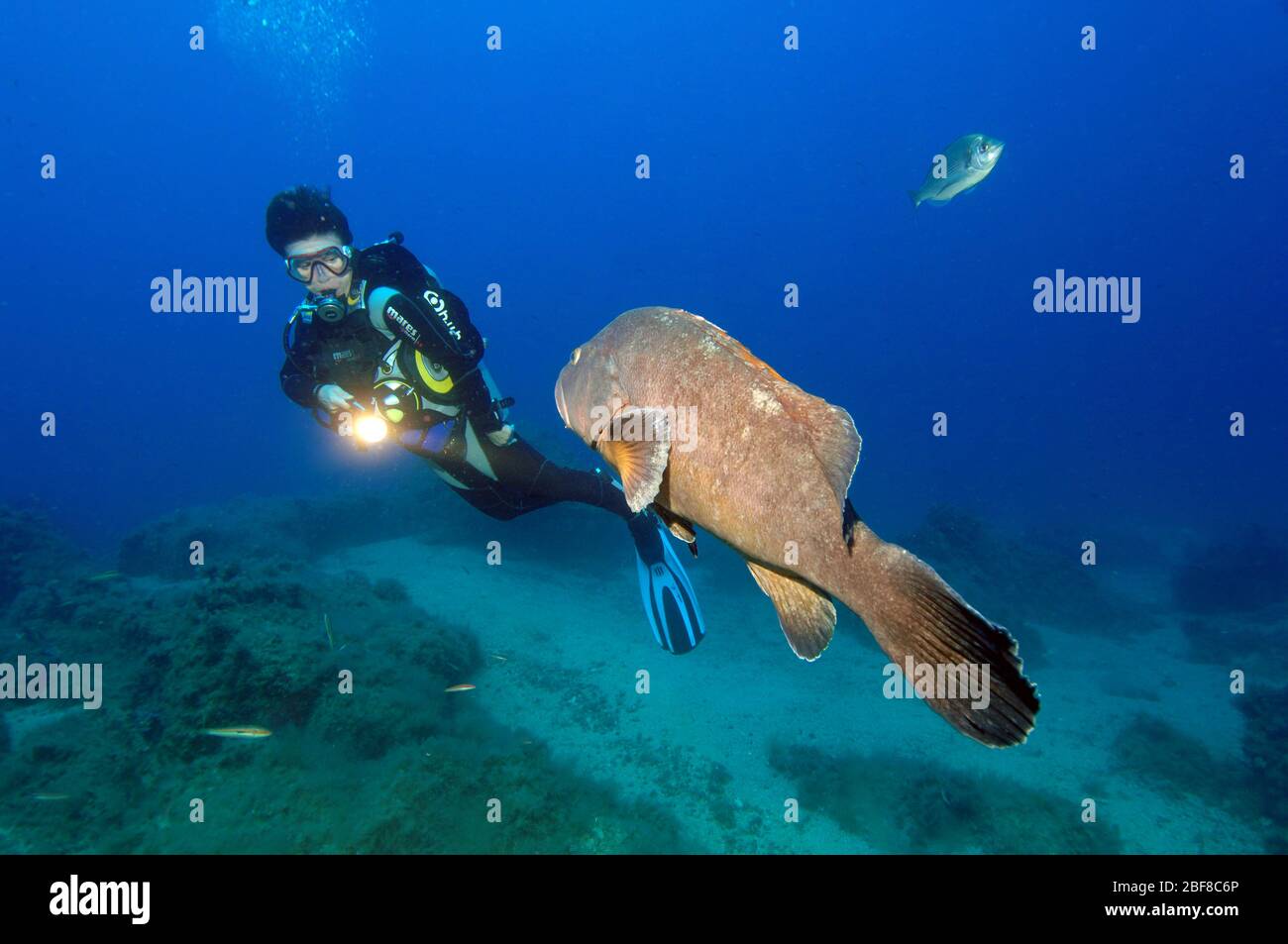 Taucher und brauner Zackenbarsch (Epinephelus marginatus) Stockfoto