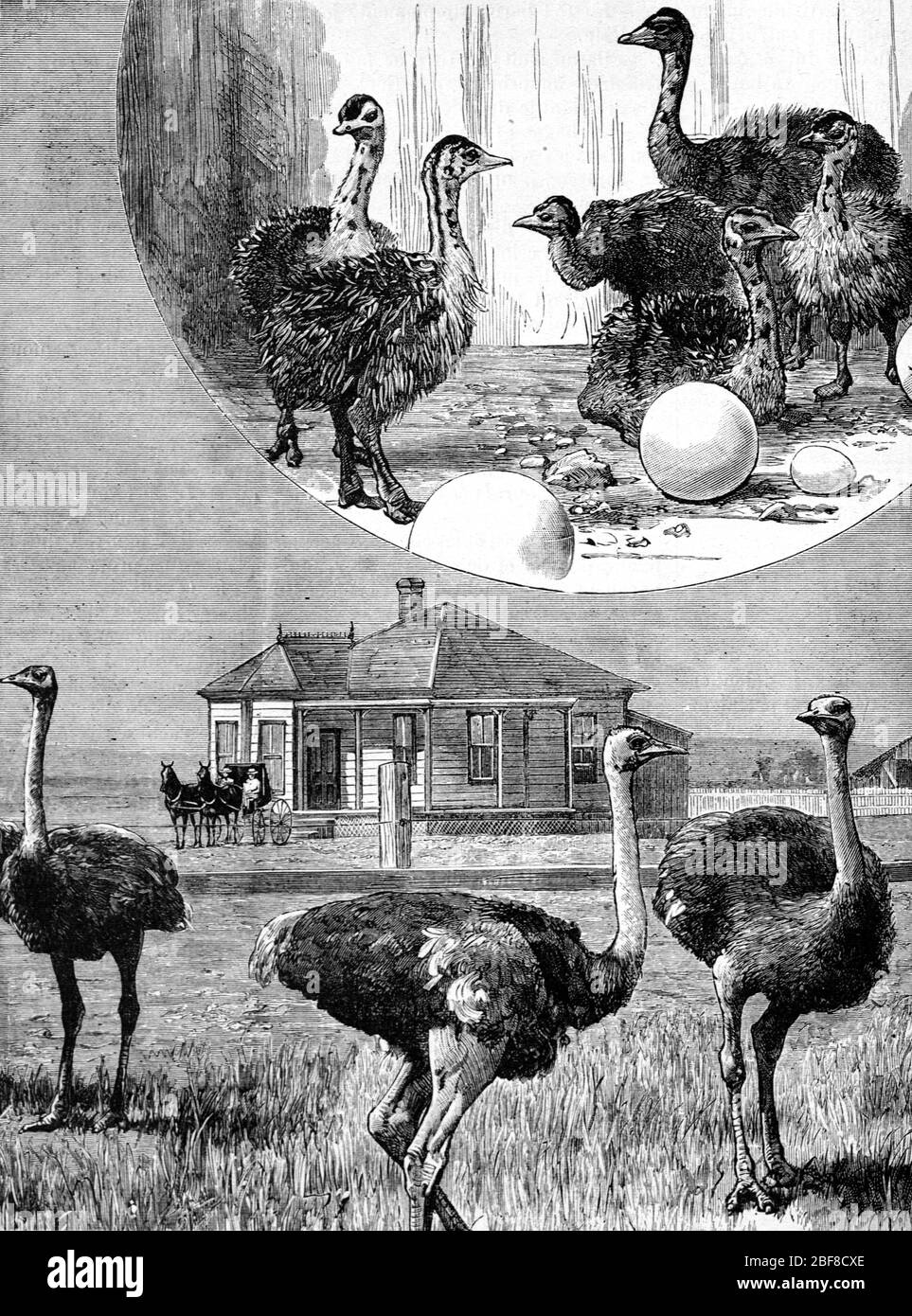 Strauß Farm Los Angeles Kalifornien Vereinigte Staaten von Amerika. Vintage oder Alte Illustration oder Gravur 1889 Stockfoto