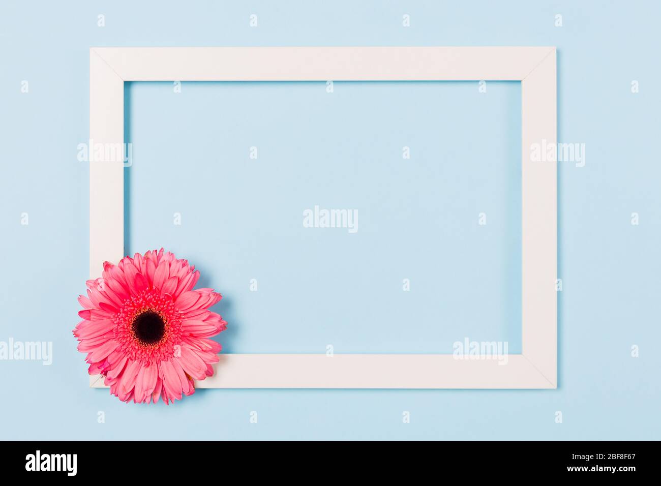Weißer Rahmen leeres leeres Bild mit rosa Blume in der Ecke auf hellblauem Hintergrund. Kopieren Sie Speicherplatz freien Speicherplatz für Text. Konzept der Urlaubskarte. Mock-up Stockfoto