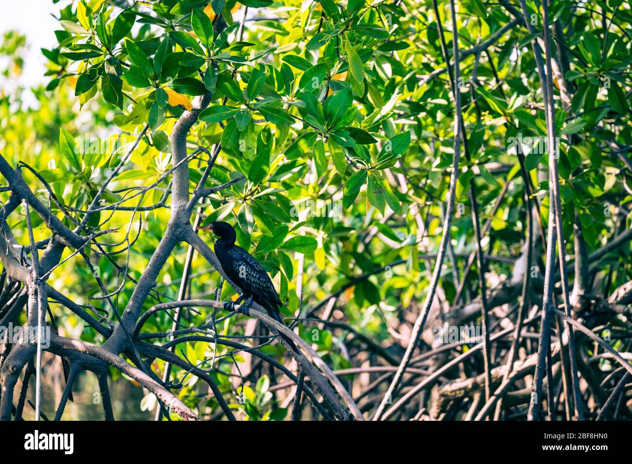 Gambia Mangroven. Schwarz cormoran Vogel. Green mangrove Bäume im Wald. Gambia. Stockfoto