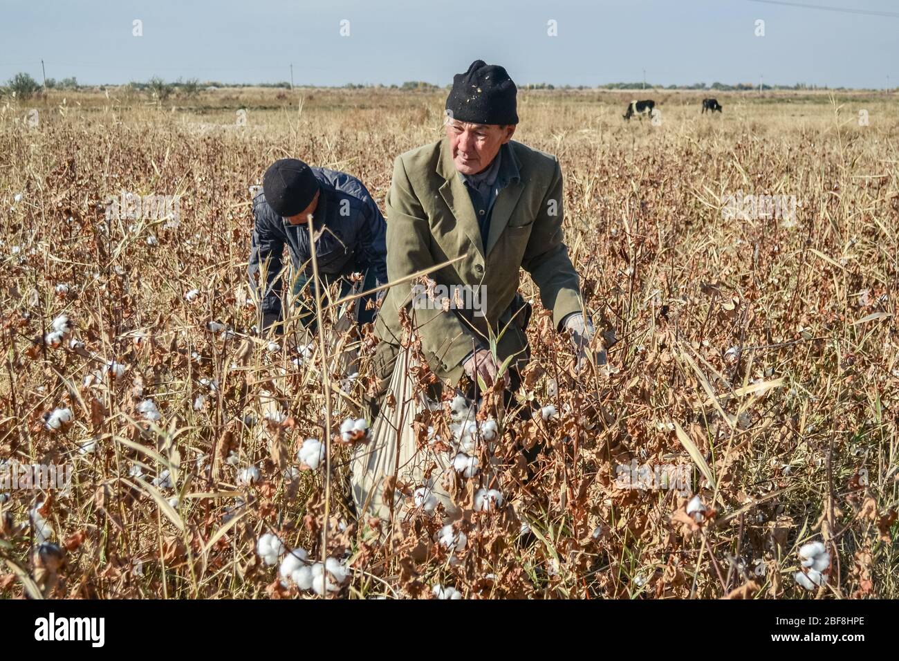 Karapalkastan, Usbekistan - 25. Oktober 2013: Erwachsene arbeiten während der Baumwollernte in den trockenen Gebieten in West-Usbekistan Stockfoto