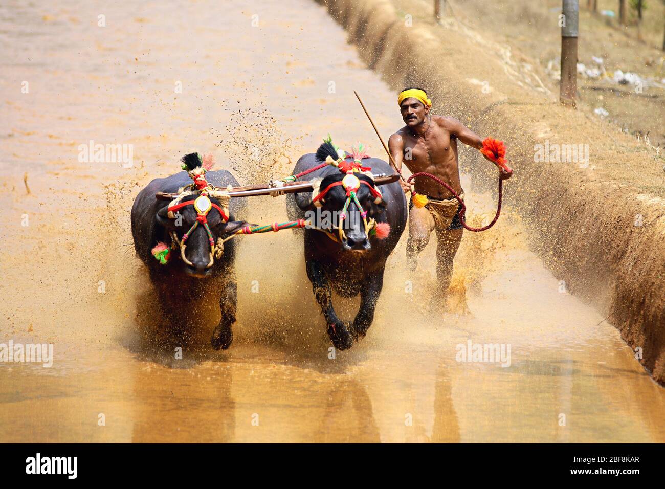Kambala Rinder Büffelrennen im Bezirk mangalore, Karnataka, südindien, indien, Erntefest, asien, Kambala kerala, kampala statt Stockfoto