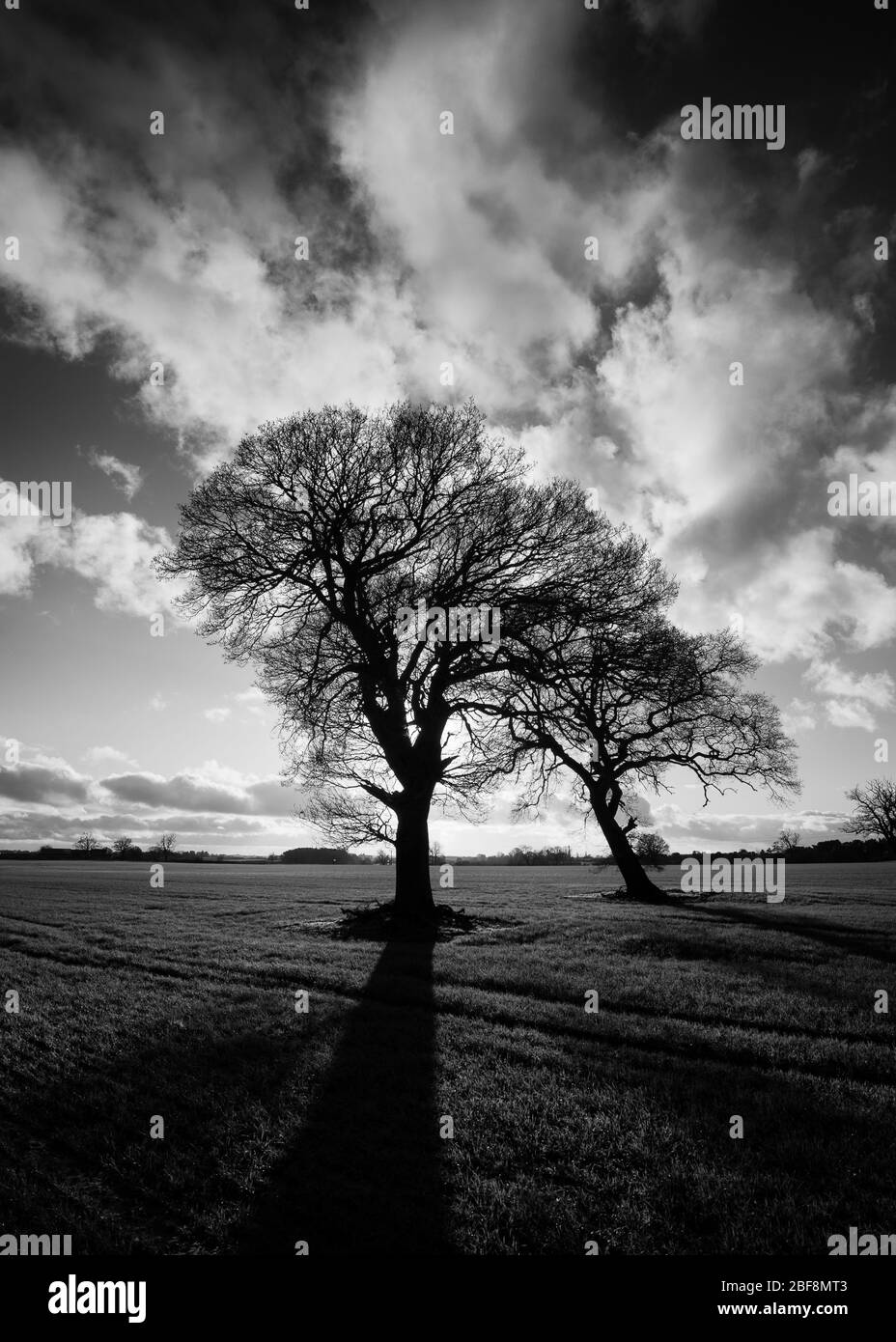 Ein Paar Eichen in Silhouette wirft Schatten über ein Feld von wachsenden Mais Stockfoto