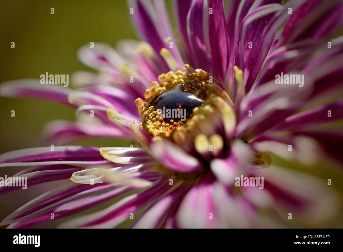 Weiße und rosa Gerbera Gänseblümchen mit Wassertropfen Tau in der Mitte der Blume Stockfoto