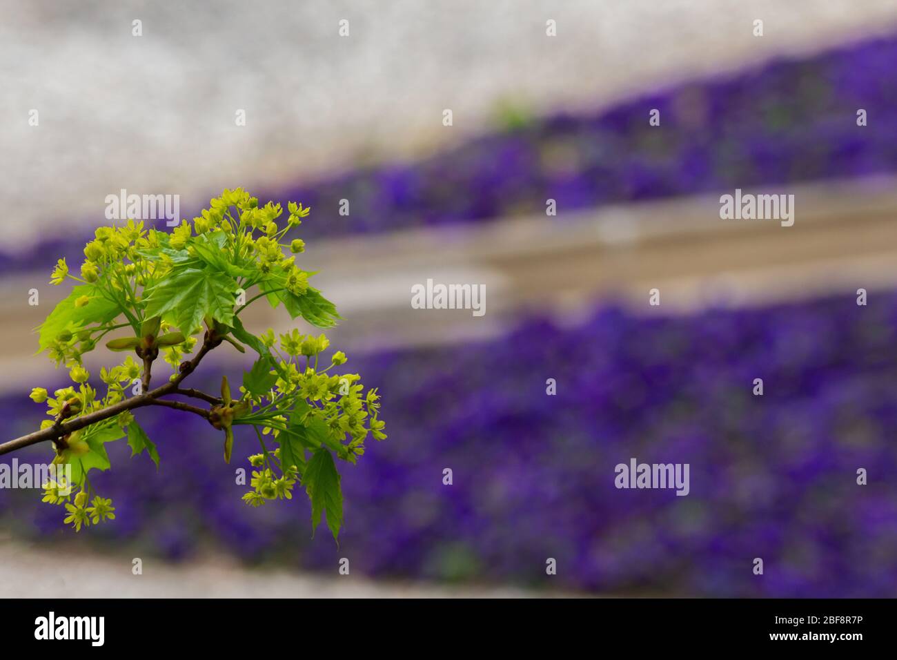 Nahaufnahme von Blumen eines Ahornbaums mit weiß-lila Bokeh, acer Stockfoto